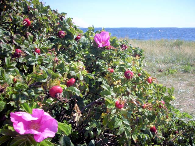DSCN0260a